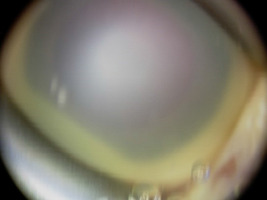 /f/fulltexts/KO/56557/KO-127-56557-g001_min.jpg